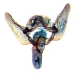 Male genitalia; Richmond County; J.B. Sullivan.