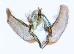 Male genitalia; North Carolina; J.B. Sullivan.