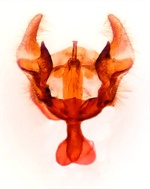 Male genitalia; Orange County; Jim Petranka.