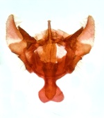 Male genitalia; Orange County; Jim Petranka.