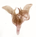 Male genitalia; Richmond County; Jim Petranka.