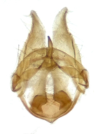 Male genitalia; Madison County; Jim Petranka.