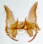 Male genitalia; Madison County; Jim Petranka.