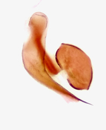 Aedeagus; Madison County; Jim Petranka.