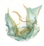 Male genitalia; North Carolina; J.B. Sullivan.