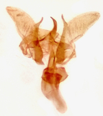 Male genitalia; Madison County; Jim Petranka.