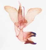 Male genitalia; Richmond County; Jim Petranka.