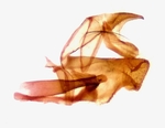 Male genitalia; Moore County; Jim Petranka.