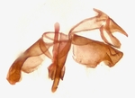 Male genitalia; Moore County; Jim Petranka.