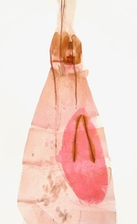 Female genitalia; Moore County; Jim Petranka.