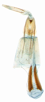 Female genitalia; North Carolina; J.B. Sullivan.