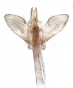 Male genitalia; Henderson County; Jim Petranka.