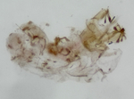 Genitalia; Richmond County; Jim Petranka.