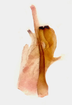 Male genitalia; Orange County; Jim Petranka.