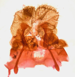 Female genitalia; Madison County; Jim Petranka. 