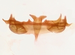 Male genitalia; Madison County; Jim Petranka. 