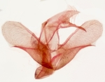 Male genitalia; Madison County; Jim Petranka.
