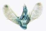 Male genitalia; Durham County; J.B. Sullivan.