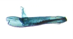Aedeagus; Durham County; J.B. Sullivan.