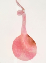 Female genitalia; Madison County; Jim Petranka.