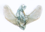 Male genitalia; North Carolina; J.B. Sullivan.
