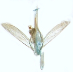 Male genitalia; North Carolina; J.B. Sullivan.