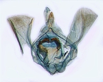 Male genitalia; North Carolina; J.B. Sullivan.