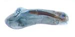 Aedeagus; North Carolina; J.B. Sullivan.
