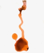 Female genitalia; Richmond County; Jim Petranka.