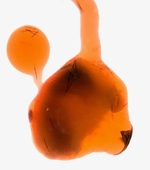 Female genitalia; Richmond County; Jim Petranka.