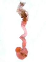 Female genitalia; Henderson County; Jim Petranka.