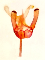 Male genitalia; Cumberland County; Jim Petranka.