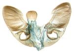 Male genitalia; North Carolina; J.B. Sullivan. 