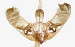 Male genitalia; Rowan County; Jim Petranka.