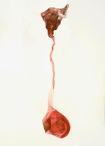 Female genitalia; Ashe County; Jim Petranka.