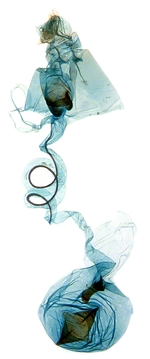 Female genitalia; North Carolina; J.B. Sullivan.
