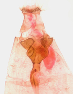 Female genitalia; Richmond County; Jim Petranka.