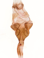 Female genitalia; Richmond County; Jim Petranka.