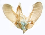 Male genitalia; Moore County; J.B. Sullivan.