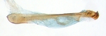 Aedeagus; Moore County; J.B. Sullivan.