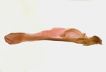 Aedeagus; Richmond County; Jim Petranka.