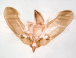 Male genitalia; Richmond County; Jim Petranka.