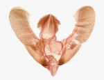 Male genitalia; Richmond County; Jim Petranka.