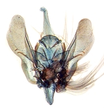 Male genitalia; New Hanover County; J.B. Sullivan.