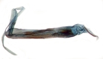 Aedeagus; New Hanover County; J.B. Sullivan.