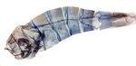 Male pelt; New Hanover County; J.B. Sullivan.