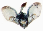 Male genitalia; North Carolina; J.B. Sullivan.