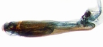 Aedeagus; North Carolina; J.B. Sullivan.