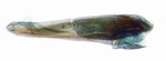 Aedeagus; North Carolina; J.B. Sullivan.