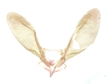 Male genitalia; Moore County; Jim Petranka.
